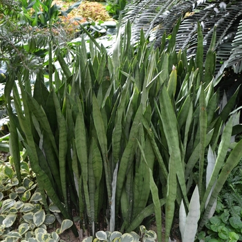 Sansevieria trifasciata - 'Silver Queen' Snake Plant