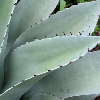 Agave ovatifolia - Whale's Tongue Agave