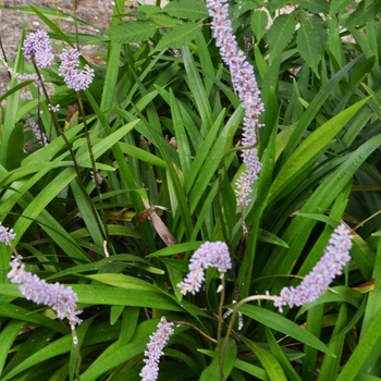 Liriope platyphylla - Monkey Grass