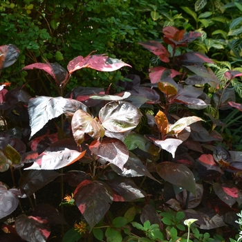 Acalypha wilkesiana - Copperleaf
