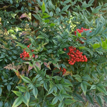 Nandina domestica - 'Sunray&reg;' Nandina Sunray