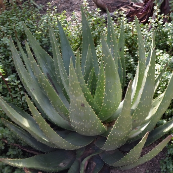 Aloe aculeata - Red-hot Poker Aloe