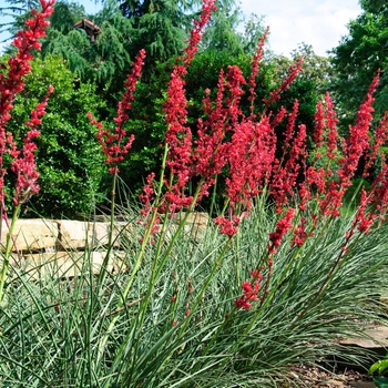 Hesperaloe parviflora - 'Perpa' Brakelights&reg; Red Yucca