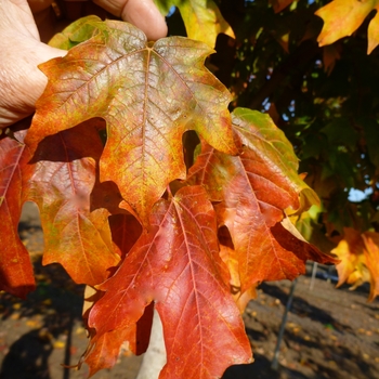 Acer saccharum - 'Fall Fiesta&reg;' Sugar Maple