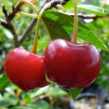 Prunus - 'Juliet' Juliet Cherry