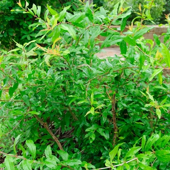 Punica granatum - Pomegranate