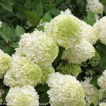 Hydrangea paniculata (Panicle Hydrangea) - 'Limelight'