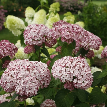 Hydrangea arborescens (Smooth Hydrangea) - Incrediball&reg; 'Blush'