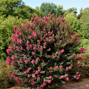 Lagerstroemia - 'Plum Magic' Crapemyrtle
