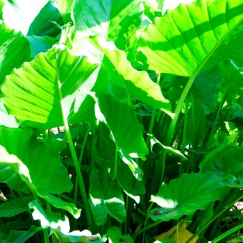 Alocasia odora - 'California' Elephant Ear