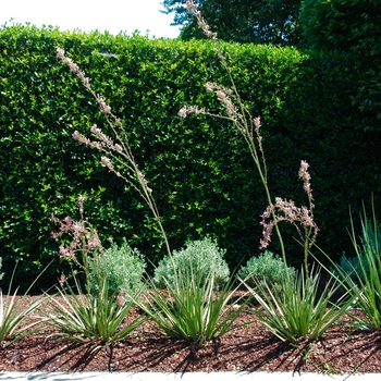 Hesperaloe parviflora - 'Pink Parade&reg;' Red Yucca