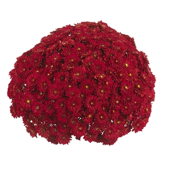 Chrysanthemum x morifolium (Garden Mum) - RED Garden Mum