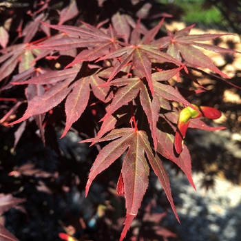 Acer palmatum - Dragon Tears&trade; Japanese Maple