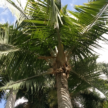 Ravenea rivularis - Majesty Palm