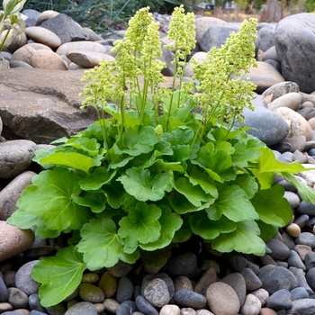 Heuchera (Coral Bells) - Little Cuties&trade; 'Blondie in Lime'
