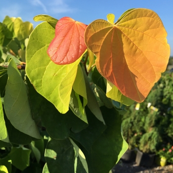 Cercis canadensis - 'The Rising Sun&trade;' Redbud
