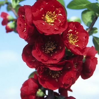 Chaenomeles speciosa - 'Red Premier&trade;' Flowering Quince