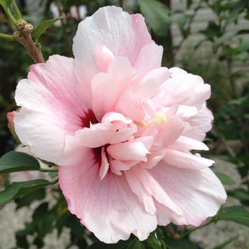 Hibiscus syriacus (Althea) - Smoothie&trade; 'Strawberry Smoothie&trade;'