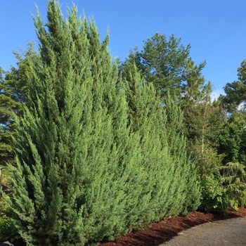 Juniperus silicicola - 'Blue Spires&trade;' Juniper