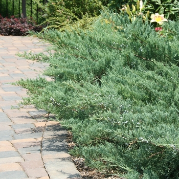Juniperus virginiana - 'Grey Guardian&trade;' Juniper