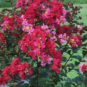Lagerstroemia (Crapemyrtle) - Princess&trade; 'Zoey'