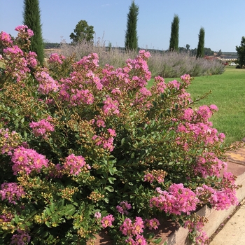 Lagerstroemia (Crapemyrtle) - Princess&trade; 'Lyla'