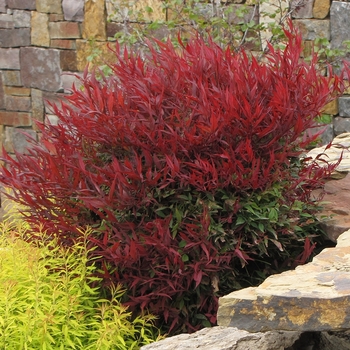 Nandina domestica - 'All-A-Glow&trade;' Dwarf Nandina