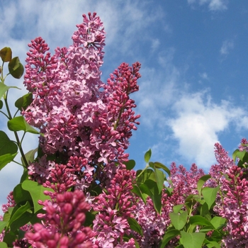 Syringa - 'Crimson Doll&trade;' Lilac