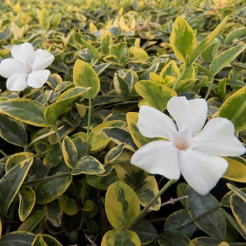 Vinca minor - 'Silver & Gold&trade;'