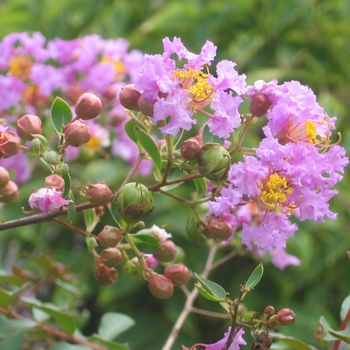 Lagerstroemia indica - 'Orchid Cascade' Dwarf Crapemyrtle
