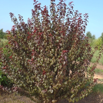 Prunus - 'Purple Pride' Plum