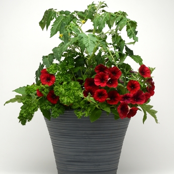 Petroselinum crispum - Curled Parsley