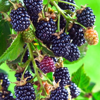 Multiple Varieties - Blackberry
