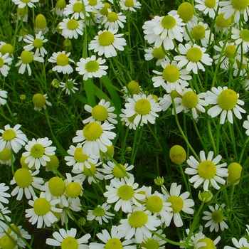 Chamaemelum nobile - Chamomile