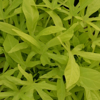 Ipomoea batatas (Sweet Potato Vine) - Spotlight&trade; 'Lime'