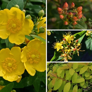 Hypericum - 'Multiple Varieties' St. Johnswort