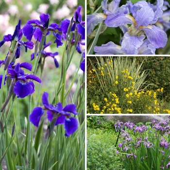 Iris - 'Multiple Varieties'