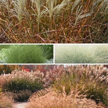 Miscanthus - 'Multiple Varieties' Maiden Grass