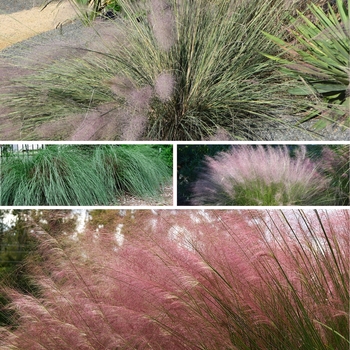Muhlenbergia - 'Multiple Varieties' Muhlygrass