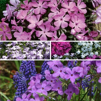 Phlox subulata - Assorted Creeping Phlox