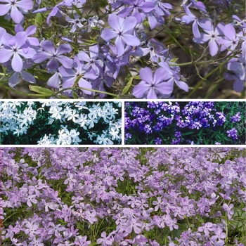 Phlox divaricata - Woodland Phlox