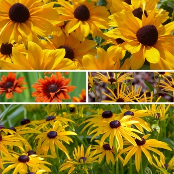 Rudbeckia - Assorted Black-Eyed Susan
