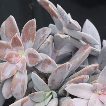 Graptopetalum pentandrum - Five-stamen Graptopetalum