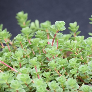 Sedum spurium - 'John Creech' Stonecrop