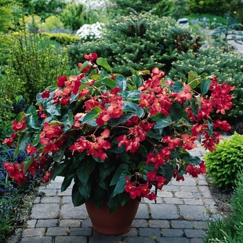 Begonia - Dragon Wing&reg; 'Red'
