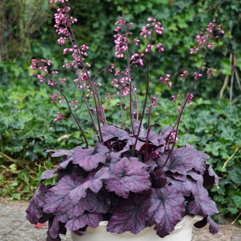 Heuchera - 'Electric Plum' Coral Bells