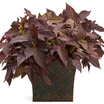 Ipomoea batatas - 'Sweet Caroline Red' Sweet Potato Vine