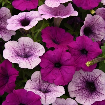 Petunia - Easy Wave&reg; 'Plum Pudding Mix'