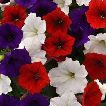 Petunia - Easy Wave&reg; 'The Flag Mix'