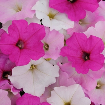Petunia - Easy Wave&reg; 'Sweet Tart Mix'